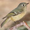 Ruby-crowned Kinglet